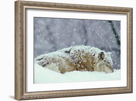 Grey Wolf Resting During Heavy Snow-null-Framed Photographic Print