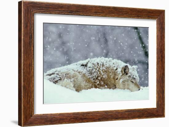 Grey Wolf Resting During Heavy Snow-null-Framed Photographic Print