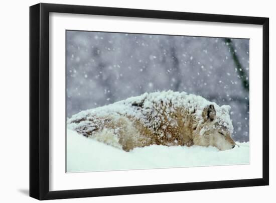 Grey Wolf Resting During Heavy Snow-null-Framed Photographic Print