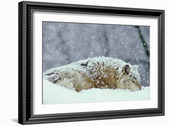 Grey Wolf Resting During Heavy Snow-null-Framed Photographic Print