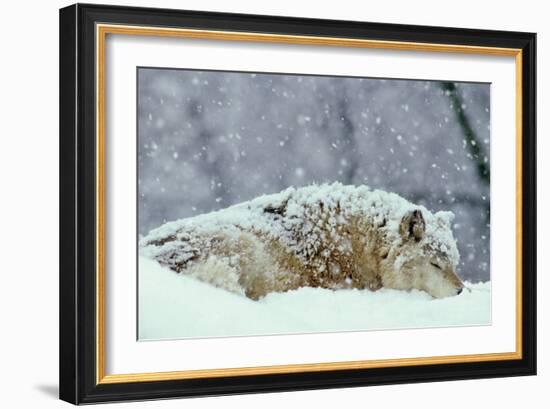 Grey Wolf Resting During Heavy Snow-null-Framed Photographic Print