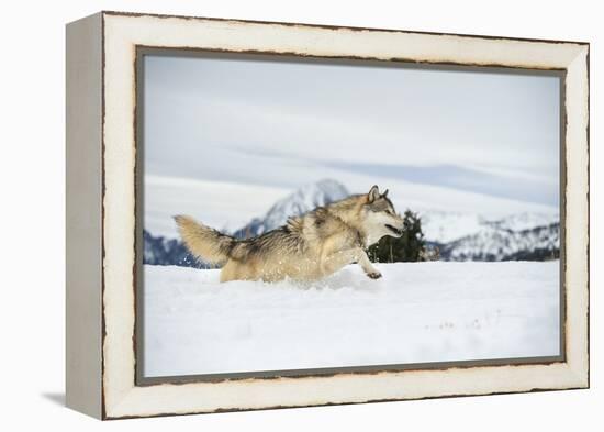 Grey Wolf (Timber Wolf) (Canis Lupis), Montana, United States of America, North America-Janette Hil-Framed Premier Image Canvas