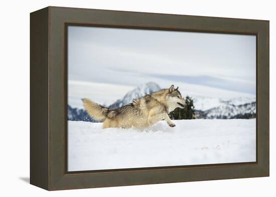 Grey Wolf (Timber Wolf) (Canis Lupis), Montana, United States of America, North America-Janette Hil-Framed Premier Image Canvas