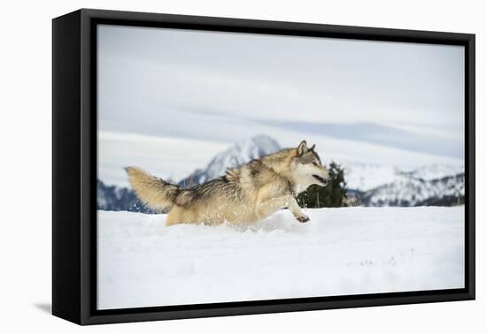 Grey Wolf (Timber Wolf) (Canis Lupis), Montana, United States of America, North America-Janette Hil-Framed Premier Image Canvas