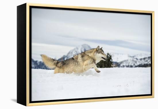 Grey Wolf (Timber Wolf) (Canis Lupis), Montana, United States of America, North America-Janette Hil-Framed Premier Image Canvas