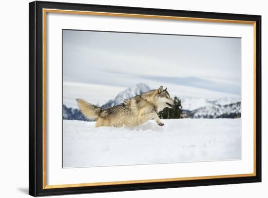 Grey Wolf (Timber Wolf) (Canis Lupis), Montana, United States of America, North America-Janette Hil-Framed Photographic Print