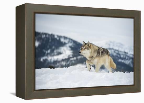 Grey Wolf (Timber Wolf) (Canis Lupis), Montana, United States of America, North America-Janette Hil-Framed Premier Image Canvas