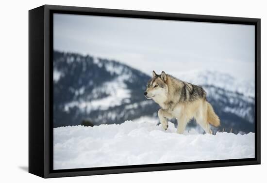 Grey Wolf (Timber Wolf) (Canis Lupis), Montana, United States of America, North America-Janette Hil-Framed Premier Image Canvas