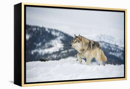 Grey Wolf (Timber Wolf) (Canis Lupis), Montana, United States of America, North America-Janette Hil-Framed Premier Image Canvas