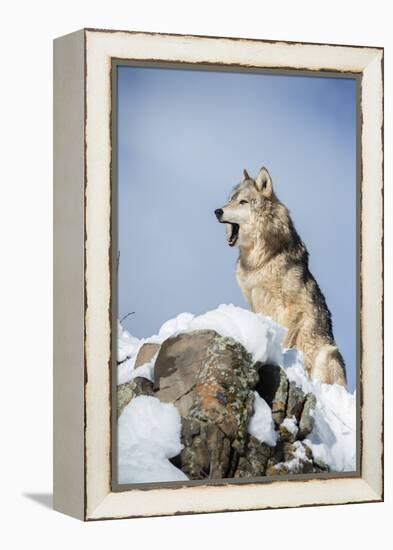 Grey Wolf (Timber Wolf) (Canis Lupis), Montana, United States of America, North America-Janette Hil-Framed Premier Image Canvas