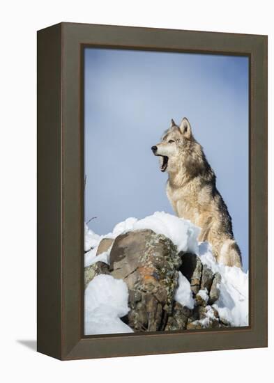 Grey Wolf (Timber Wolf) (Canis Lupis), Montana, United States of America, North America-Janette Hil-Framed Premier Image Canvas