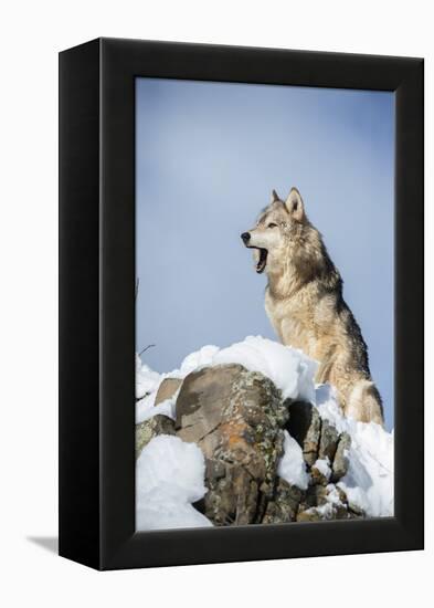 Grey Wolf (Timber Wolf) (Canis Lupis), Montana, United States of America, North America-Janette Hil-Framed Premier Image Canvas