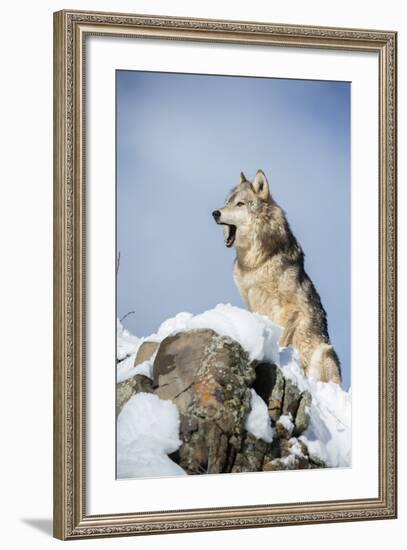 Grey Wolf (Timber Wolf) (Canis Lupis), Montana, United States of America, North America-Janette Hil-Framed Photographic Print