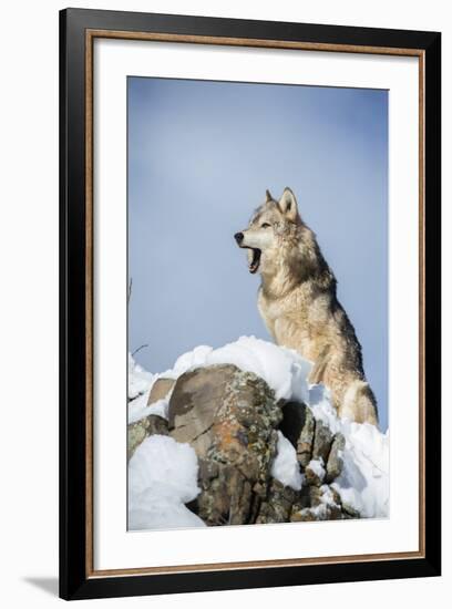 Grey Wolf (Timber Wolf) (Canis Lupis), Montana, United States of America, North America-Janette Hil-Framed Photographic Print