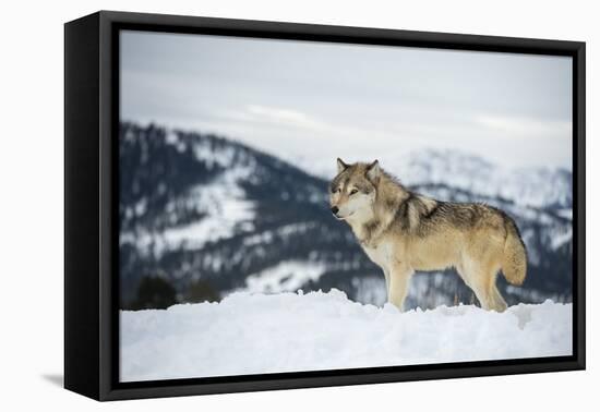 Grey Wolf (Timber Wolf) (Canis Lupis), Montana, United States of America, North America-Janette Hil-Framed Premier Image Canvas