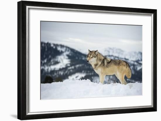 Grey Wolf (Timber Wolf) (Canis Lupis), Montana, United States of America, North America-Janette Hil-Framed Photographic Print