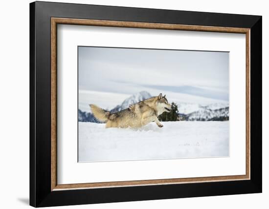 Grey Wolf (Timber Wolf) (Canis Lupis), Montana, United States of America, North America-Janette Hil-Framed Photographic Print