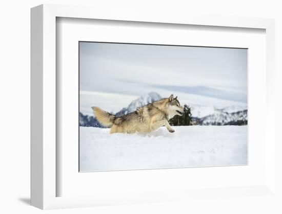 Grey Wolf (Timber Wolf) (Canis Lupis), Montana, United States of America, North America-Janette Hil-Framed Photographic Print