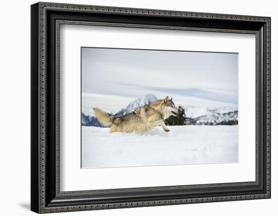 Grey Wolf (Timber Wolf) (Canis Lupis), Montana, United States of America, North America-Janette Hil-Framed Photographic Print