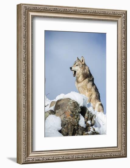 Grey Wolf (Timber Wolf) (Canis Lupis), Montana, United States of America, North America-Janette Hil-Framed Photographic Print