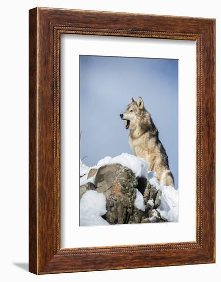 Grey Wolf (Timber Wolf) (Canis Lupis), Montana, United States of America, North America-Janette Hil-Framed Photographic Print