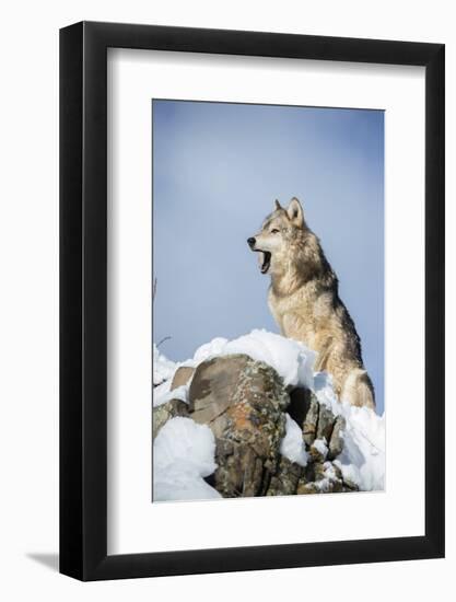 Grey Wolf (Timber Wolf) (Canis Lupis), Montana, United States of America, North America-Janette Hil-Framed Photographic Print