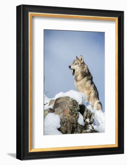 Grey Wolf (Timber Wolf) (Canis Lupis), Montana, United States of America, North America-Janette Hil-Framed Photographic Print