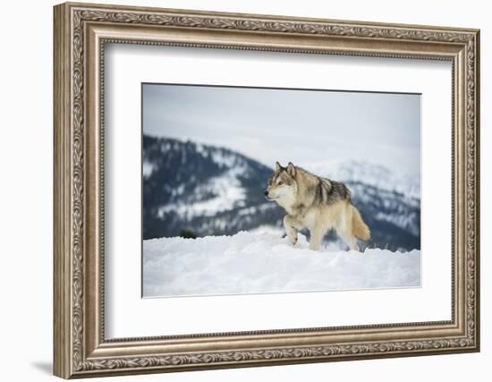 Grey Wolf (Timber Wolf) (Canis Lupis), Montana, United States of America, North America-Janette Hil-Framed Photographic Print