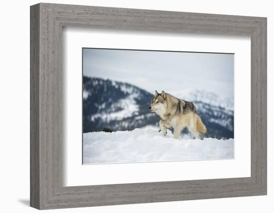 Grey Wolf (Timber Wolf) (Canis Lupis), Montana, United States of America, North America-Janette Hil-Framed Photographic Print