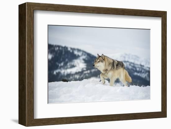 Grey Wolf (Timber Wolf) (Canis Lupis), Montana, United States of America, North America-Janette Hil-Framed Photographic Print