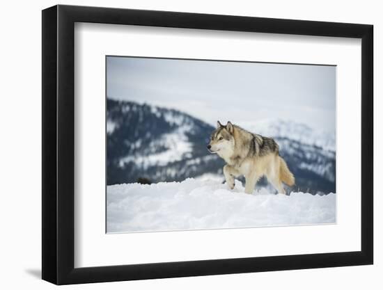 Grey Wolf (Timber Wolf) (Canis Lupis), Montana, United States of America, North America-Janette Hil-Framed Photographic Print