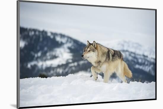 Grey Wolf (Timber Wolf) (Canis Lupis), Montana, United States of America, North America-Janette Hil-Mounted Photographic Print