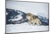 Grey Wolf (Timber Wolf) (Canis Lupis), Montana, United States of America, North America-Janette Hil-Mounted Photographic Print