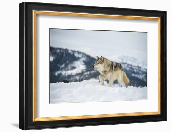 Grey Wolf (Timber Wolf) (Canis Lupis), Montana, United States of America, North America-Janette Hil-Framed Photographic Print