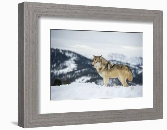 Grey Wolf (Timber Wolf) (Canis Lupis), Montana, United States of America, North America-Janette Hil-Framed Photographic Print