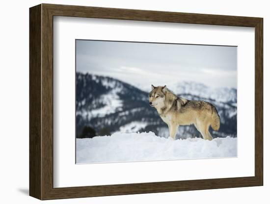 Grey Wolf (Timber Wolf) (Canis Lupis), Montana, United States of America, North America-Janette Hil-Framed Photographic Print