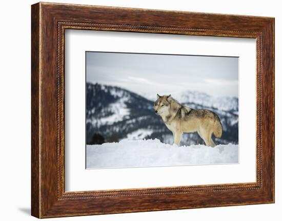 Grey Wolf (Timber Wolf) (Canis Lupis), Montana, United States of America, North America-Janette Hil-Framed Photographic Print