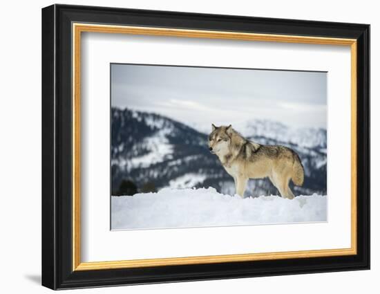 Grey Wolf (Timber Wolf) (Canis Lupis), Montana, United States of America, North America-Janette Hil-Framed Photographic Print