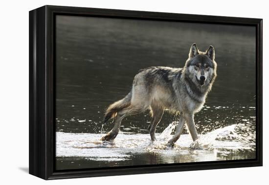 Grey Wolf Walking along the Kettle River-W. Perry Conway-Framed Premier Image Canvas