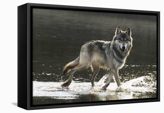 Grey Wolf Walking along the Kettle River-W. Perry Conway-Framed Premier Image Canvas