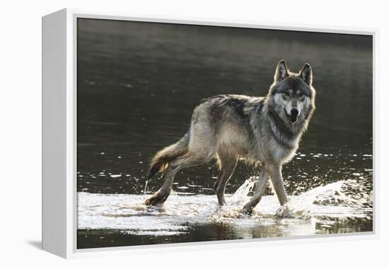 Grey Wolf Walking along the Kettle River-W. Perry Conway-Framed Premier Image Canvas