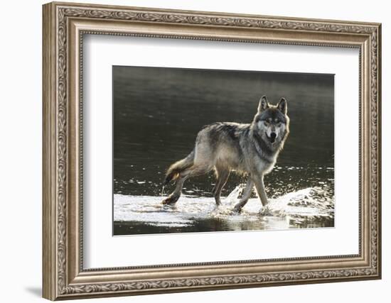 Grey Wolf Walking along the Kettle River-W. Perry Conway-Framed Photographic Print