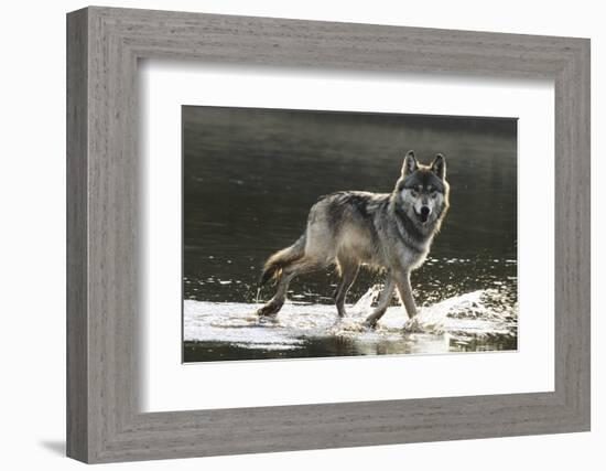 Grey Wolf Walking along the Kettle River-W. Perry Conway-Framed Photographic Print