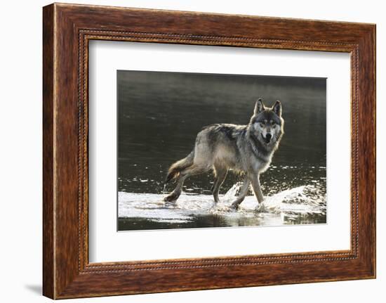 Grey Wolf Walking along the Kettle River-W. Perry Conway-Framed Photographic Print