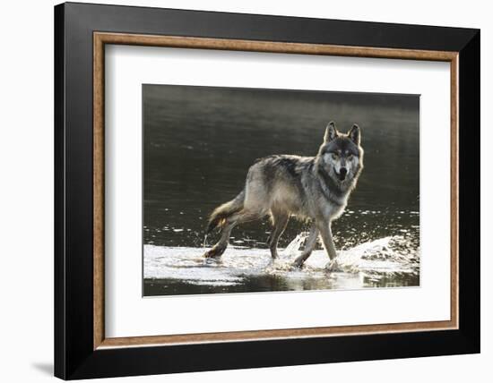 Grey Wolf Walking along the Kettle River-W. Perry Conway-Framed Photographic Print