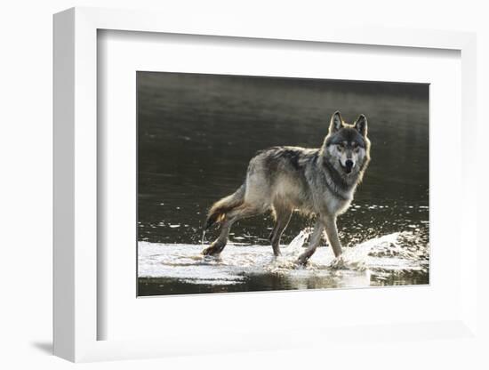 Grey Wolf Walking along the Kettle River-W. Perry Conway-Framed Photographic Print