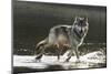 Grey Wolf Walking along the Kettle River-W. Perry Conway-Mounted Photographic Print