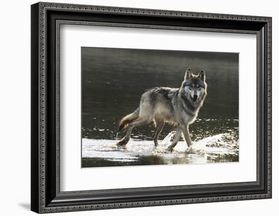 Grey Wolf Walking along the Kettle River-W. Perry Conway-Framed Photographic Print