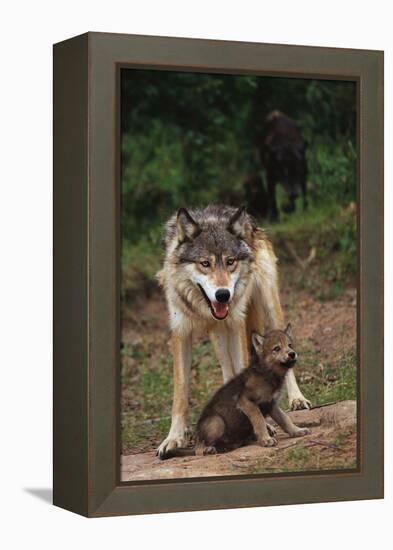 Grey Wolf with Pup-W^ Perry Conway-Framed Premier Image Canvas