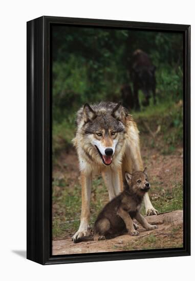 Grey Wolf with Pup-W^ Perry Conway-Framed Premier Image Canvas